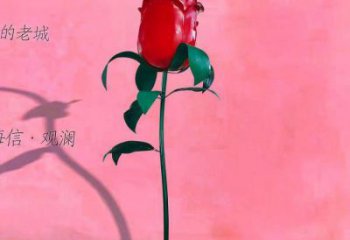 月季雕塑生產商，城市雕塑，月季花朵雕塑景觀常用