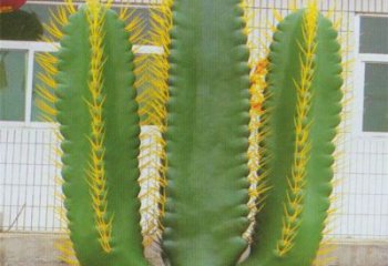 仙人棒雕塑擺件標(biāo)準(zhǔn)，景區(qū)案例，仿真仙人棒雕塑常用廠(chǎng)家