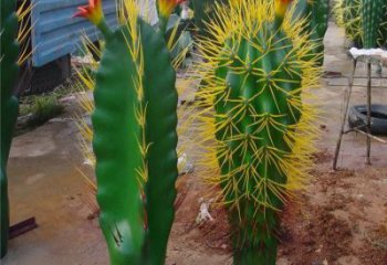 彩繪仙人掌雕塑