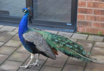 彩繪孔雀雕塑精品，標識雕塑，小區(qū)仿真孔雀雕塑供給?